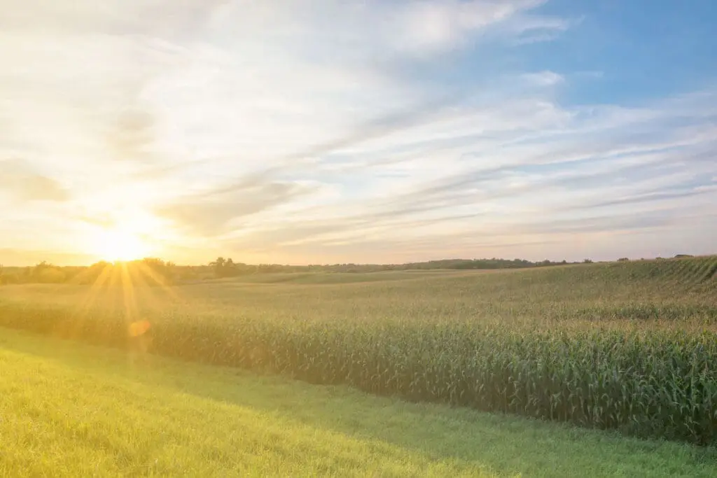 Sun rising over a field of corn next to mowed grass with clouds overhead and trees in the far distance.
