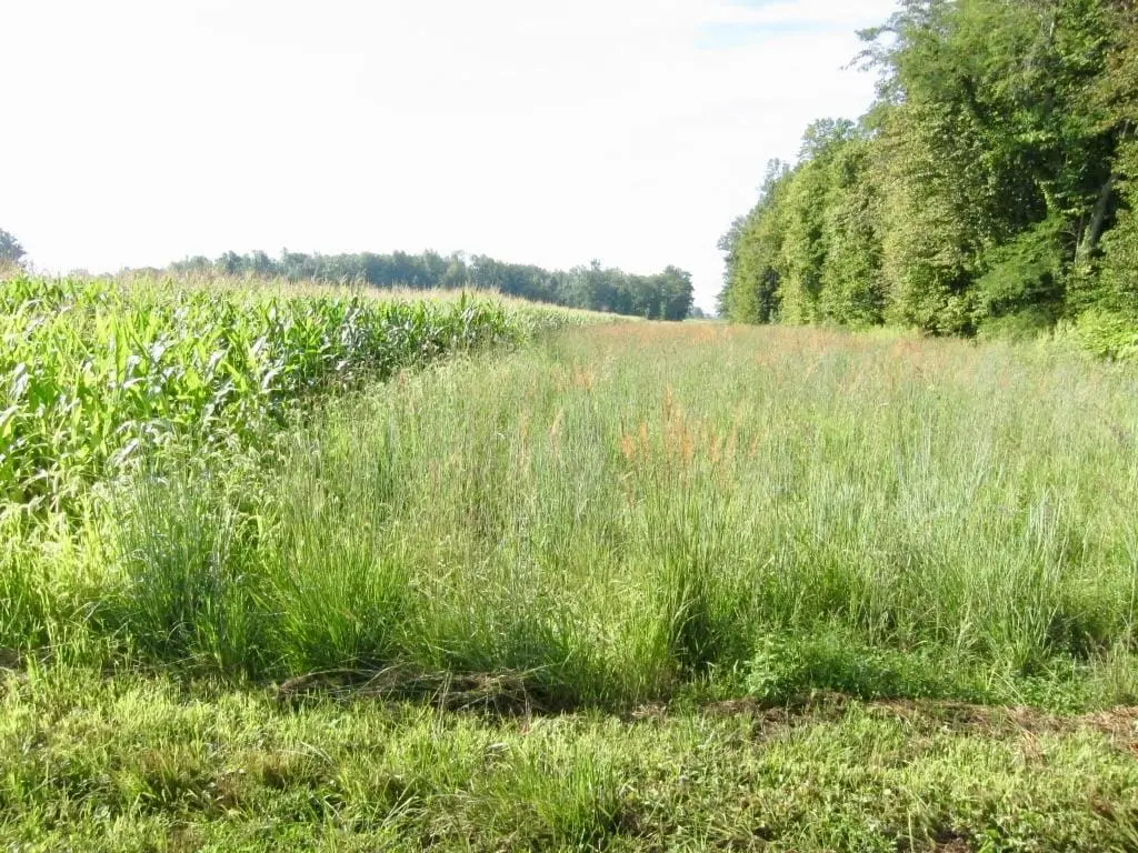 Corn growing next to tall grasses by a row of trees.
