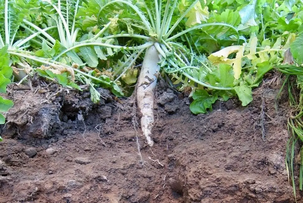 Plant with tuberous root pulled from the ground and laid atop the soil.