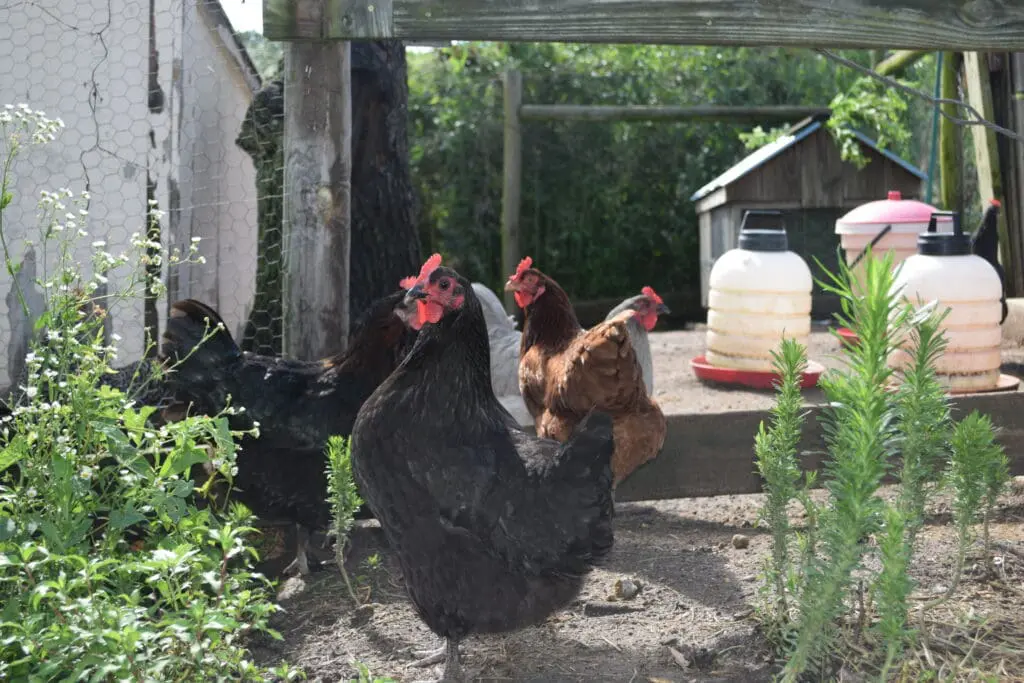 Three chickens walk around next to their roost.