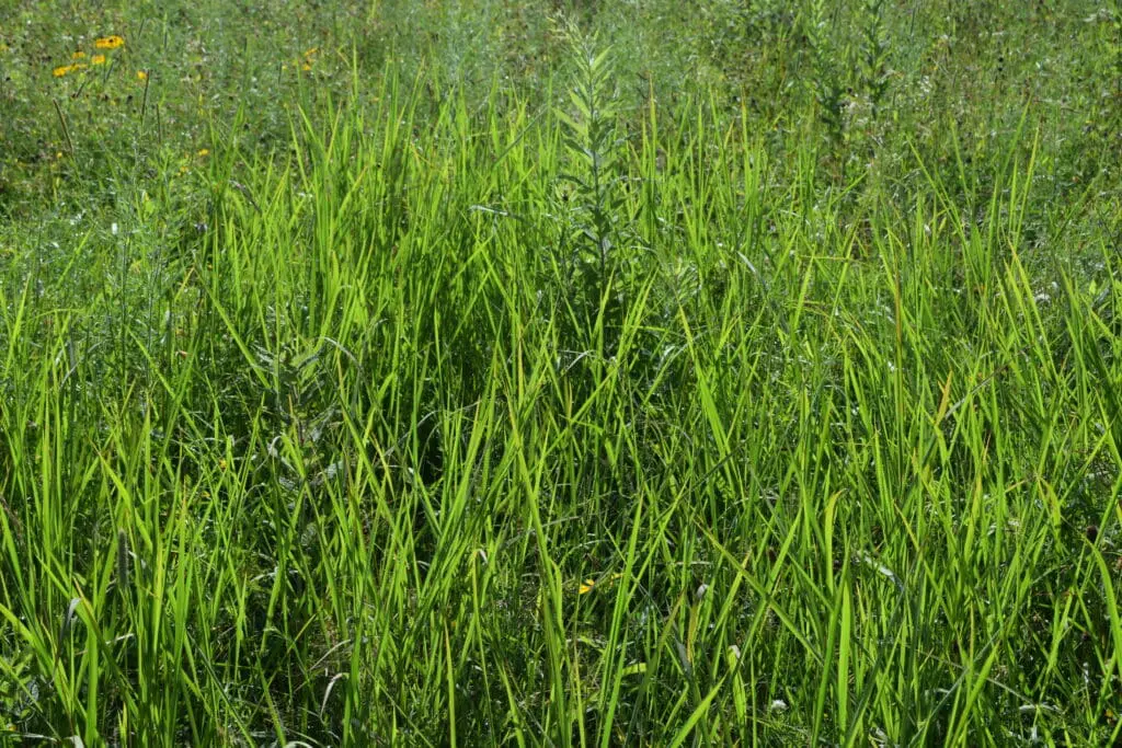 Green Missouri native grass growing in a recovering pasture.