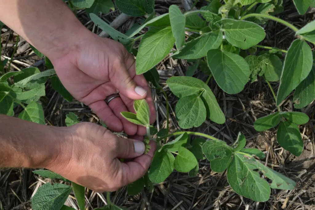 A pair of hands examine soybeans and the cover crops between them.