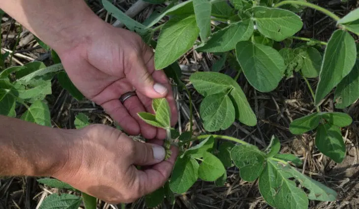 How to climate-proof crops: scientists say the secret’s in the dirt