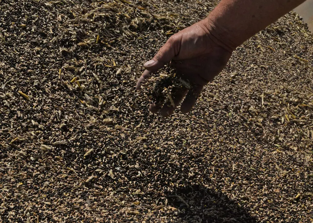 A hand throwing cover crop seed into a pile of seeds.