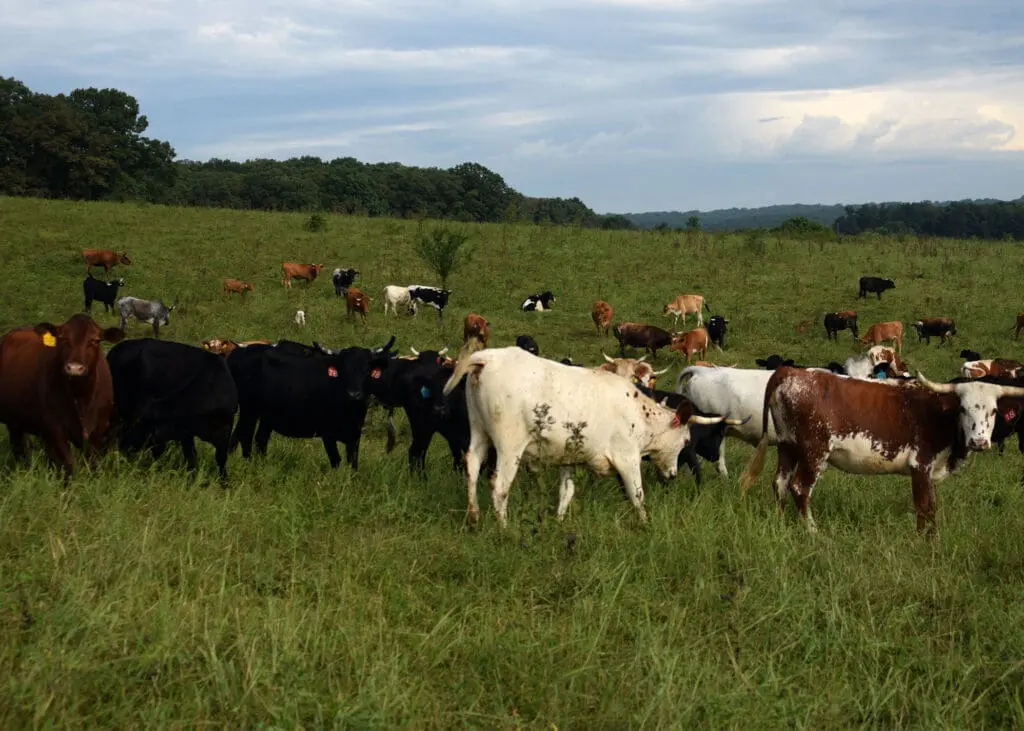 A group of cows stand in a pasture and graze on grass.