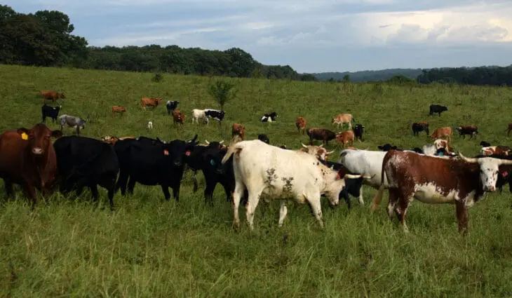 ’There will always be collars in my future’; Exploring US ranchers’ and company representatives’ perspectives of virtual fencing for livestock