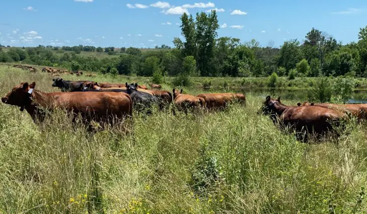 Fences of the Future