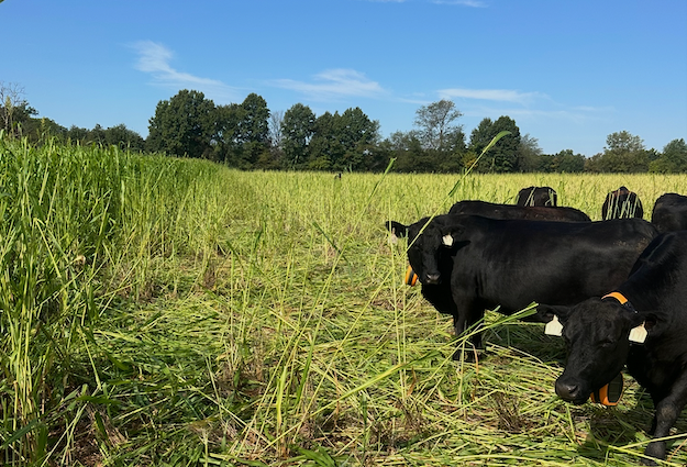 Mizzou roaring with momentum after record $553 million in research expenditures