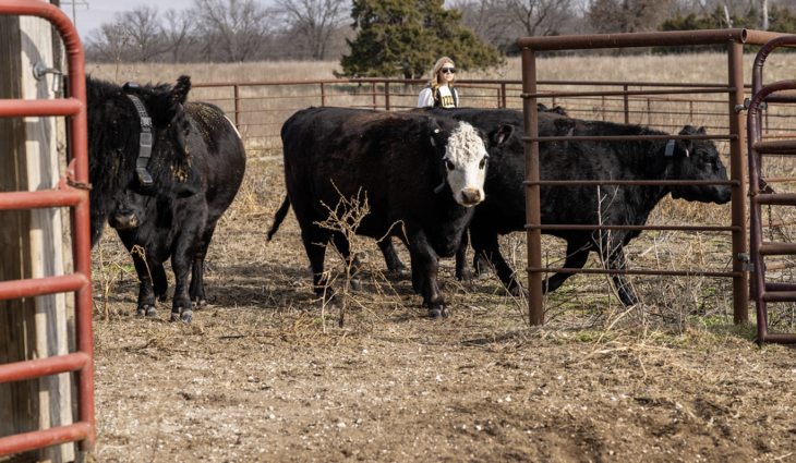 No fences needed: GPS collars show ‘virtual fencing’ is next frontier of livestock grazing