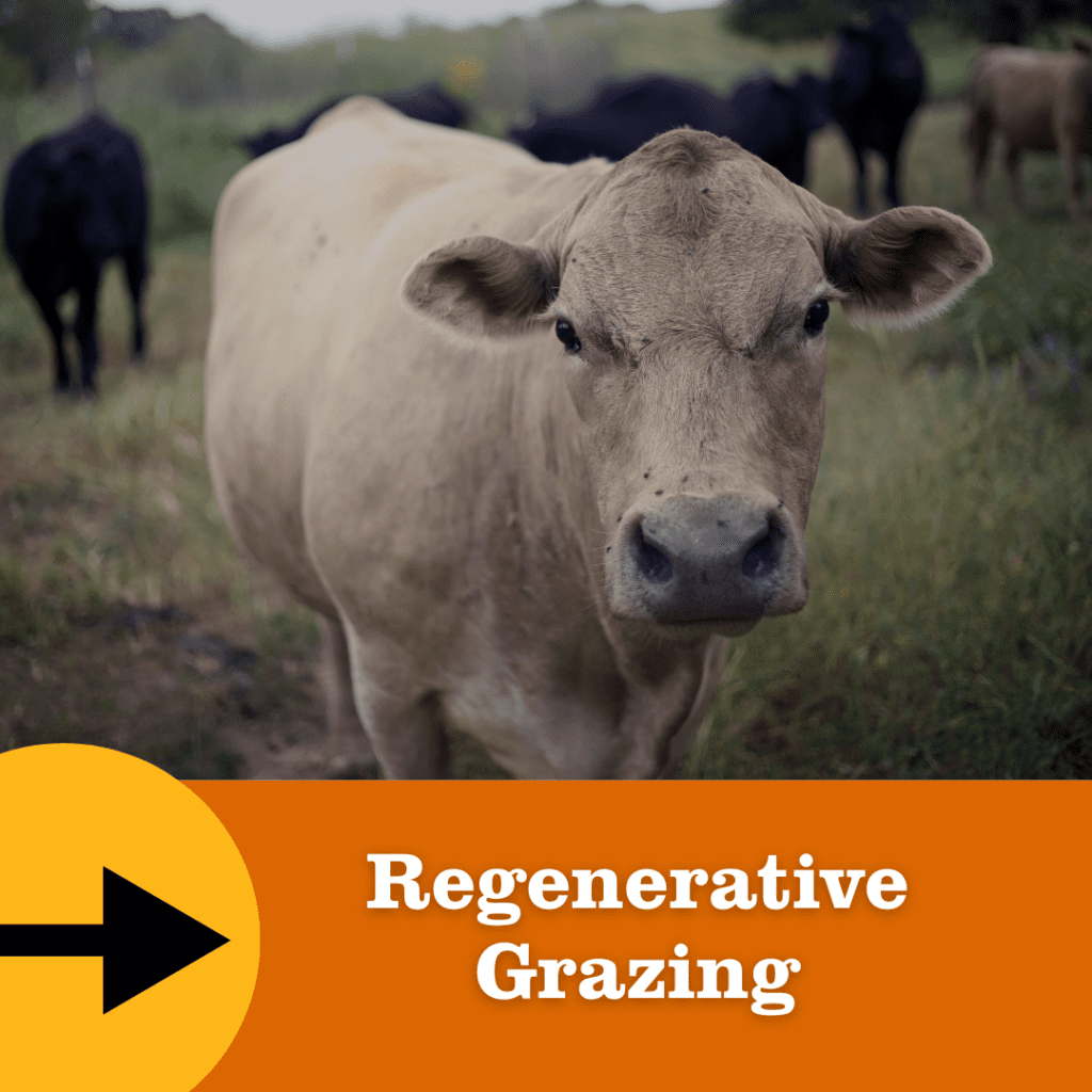 A close-up view of a cow standing in a grassy pasture, with other cattle grazing in the background. An orange banner at the bottom reads “Regenerative Grazing” with a black arrow icon.