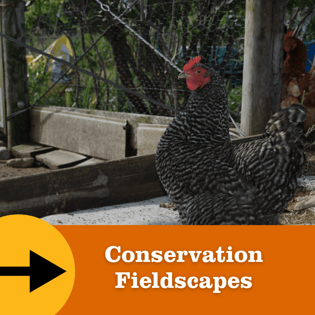 A black-and-white chicken stands near a coop and wire fencing in a shaded outdoor farm area with trees and vegetation. An orange banner at the bottom reads “Conservation Fieldscapes” with a black arrow icon.