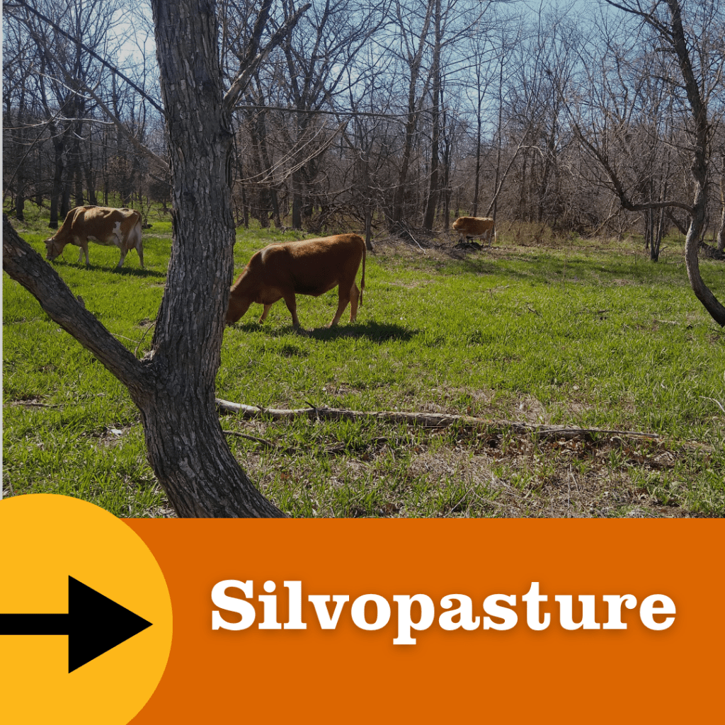 Cattle graze on green grass among scattered trees in a lightly wooded pasture, demonstrating livestock integrated with woodland. An orange banner at the bottom reads “Silvopasture” with a black arrow icon.