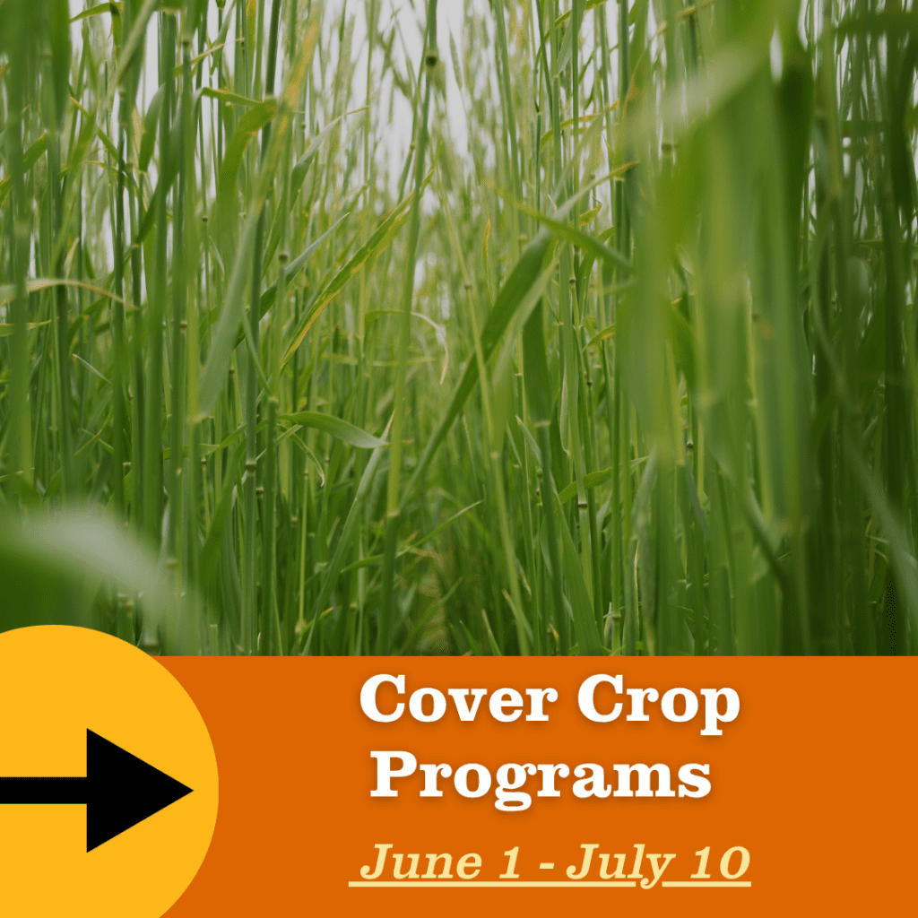 A close-up view of tall green cover crop grasses growing densely. An orange banner at the bottom reads “Cover Crop Programs” with a black arrow icon.