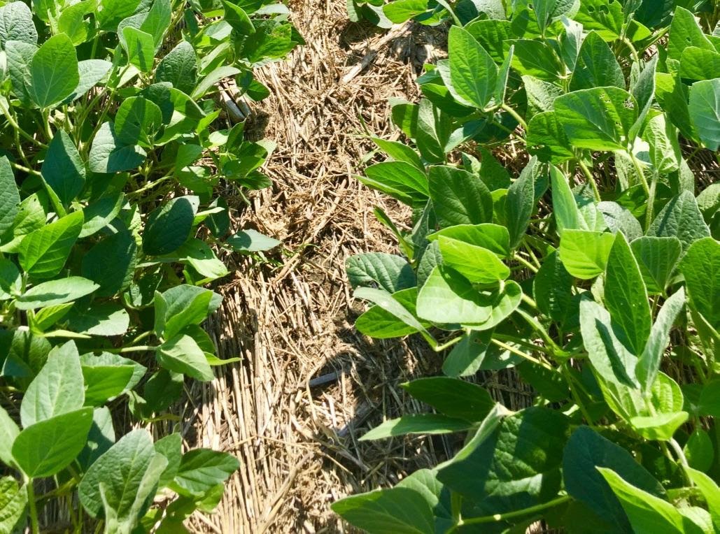 No-Till and Reduced Soil Disturbance Pagebreak Image