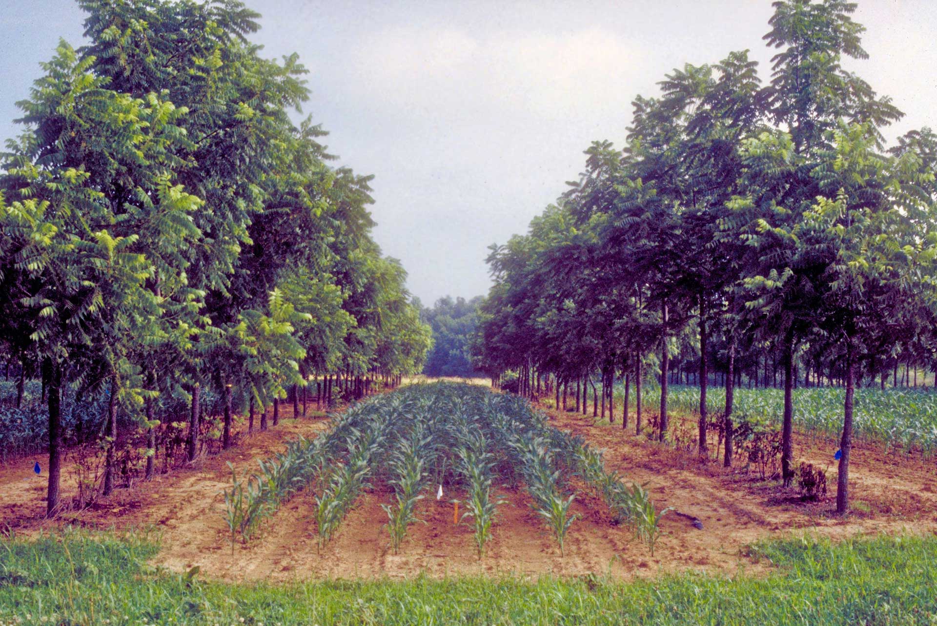 Diversified Cropping and Agroforestry Pagebreak Image