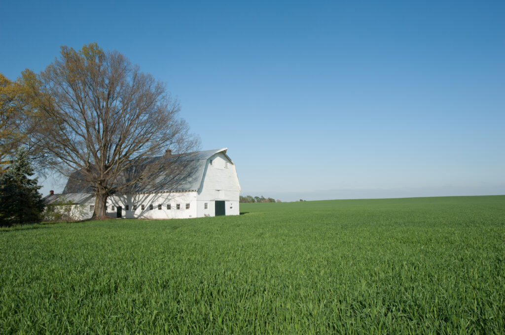 Rye Cover Crops On Bluestem Farm Chestertown Maryland