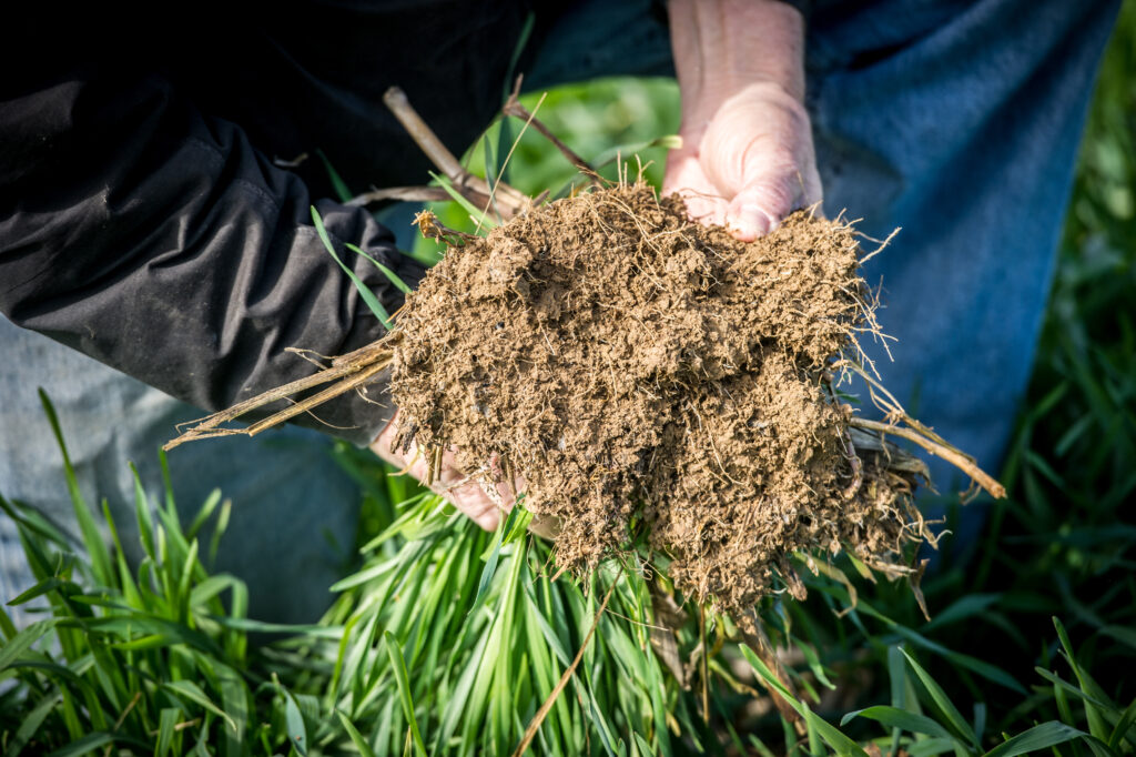 Roots Of A Cover Crop